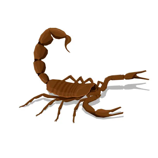 Vector illustration of Illustration of a brown scorpion on a white background .