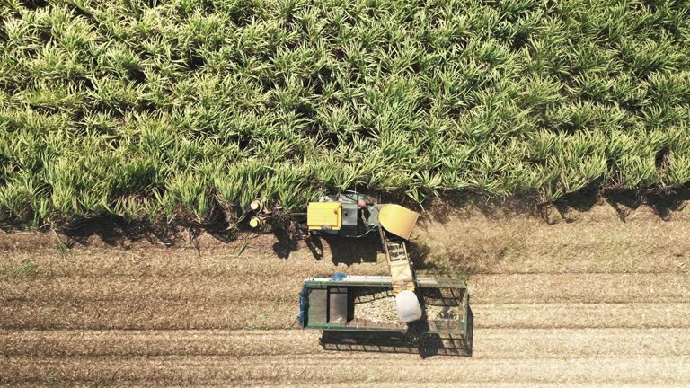 Aerial view Combine harvester working during harvesting season , Harvesting sugar crane