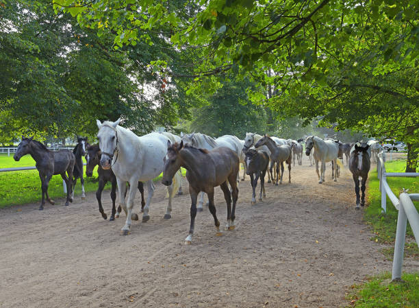 Old Kladruber horses  of Kladruby National Stud Farm, Czech Republic