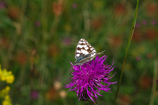 white gray and orange butterfly sitting on a purple wild flower