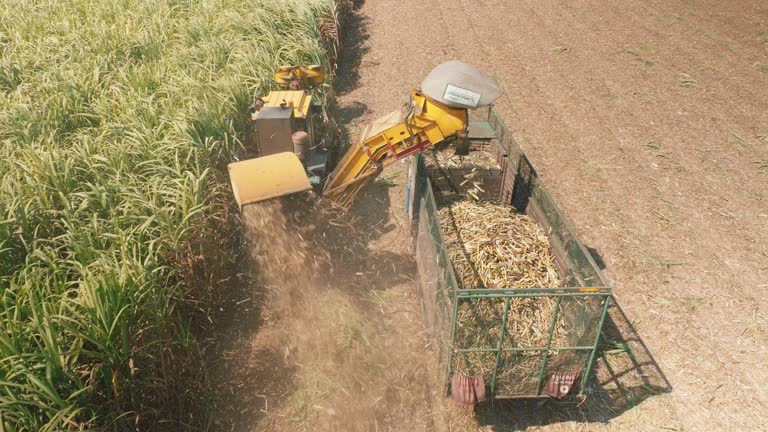 Aerial view Combine harvester working during harvesting season , Harvesting sugar crane