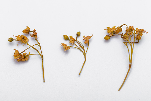 Dried linden flower isolated single dried flowers on a white background