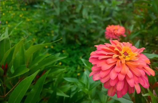 Beautiful orange and red dahlia flower with natural daylight close shot