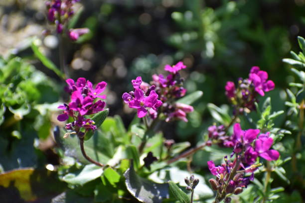 istock purple blooming rock cress 1487803442