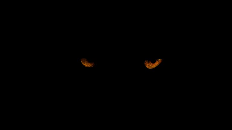 Animal Eyes In The Dark