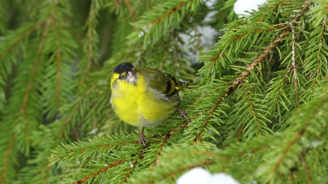A small and vibrant yellow male Eurasian siskin perched on a Spruce branch on a late winter day in Estonia