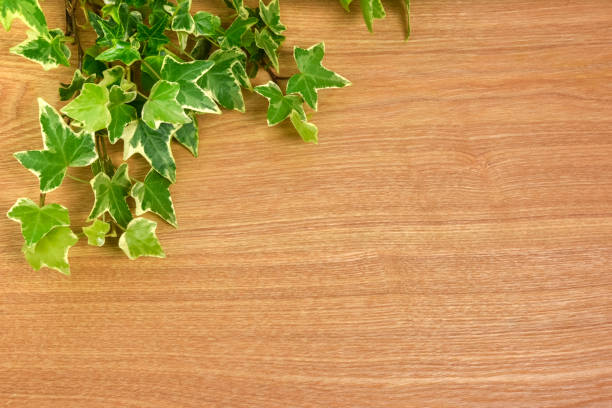 Wood grain board and ivy leaf background material.