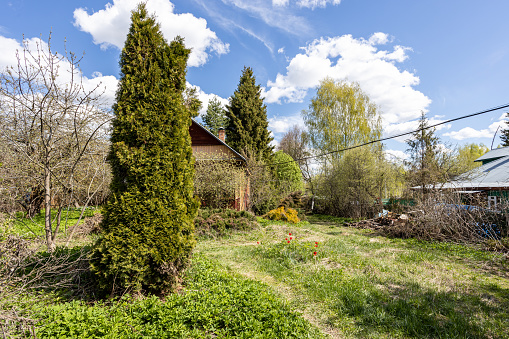 big thuja tree on overgrown backyard of wooden cottage on sunny spring day