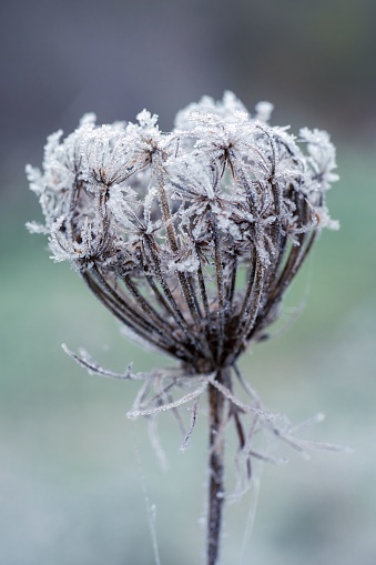 A single frost-covered flower head standing out with a blurred background