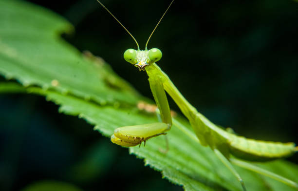 istock Close up of mantis praying 1487810284