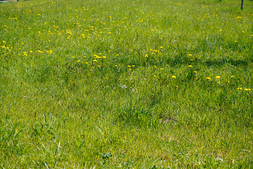Meadow at the edge of the forest vegetattion with lush green grass and colorful flowers