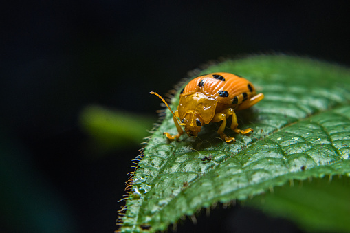 Mexican bean beetle walking on green leaf with blur background