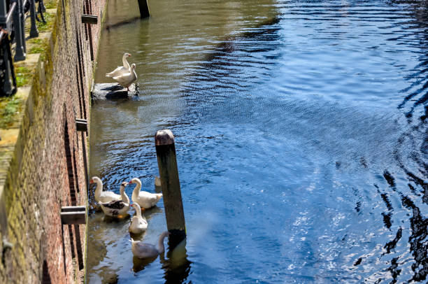 Utrecht, Netherlands - April 2, 2023: Geese along the canals in old town Utrecht