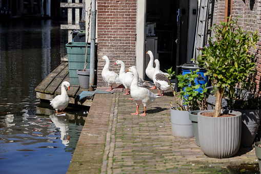 Utrecht, Netherlands - April 2, 2023: Geese along the canals in old town Utrecht