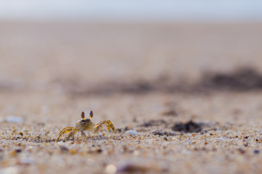 White bubble wave on a clean sandy tropical beach and brown rock crab during a sunny day