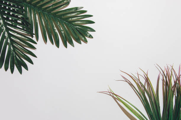 istock Palm leaves on white background, sharp light, free space left, summer concept. 1487811405