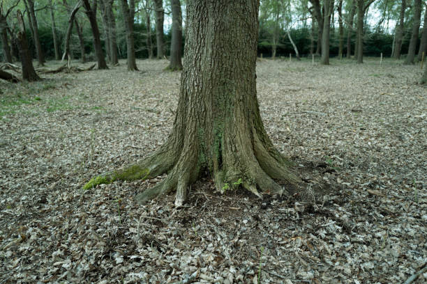 chêne printanier vu dans la célèbre forêt de sherwood au royaume-uni. - glade forest oak tree tree photos et images de collection