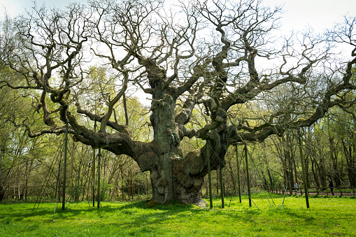 he 1000 year Mighty Oak Tree seen during springtime. Many suspension poles are seen holding up the oldest oak tree in the UK.