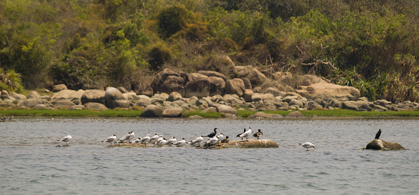 Seagulls and cormorants are on rocks near a lake or water body, basking in the sun for drying their feathers. These are aquatic birds who rely majorly on fish for food.