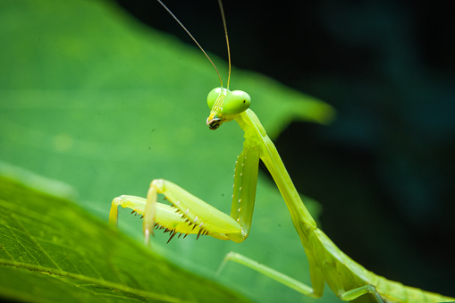 a green praying mantis on a white background