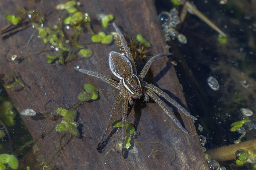 A spider Araneae waiting for a prey on a piece of wood on a small lake in the Laurentian forest.