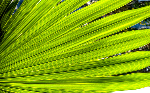 Close up palm tree leaf