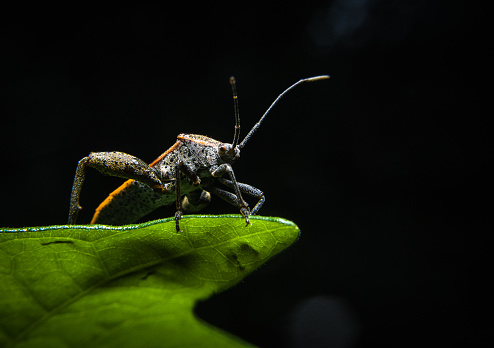 Coreidae stand in green leaf with dark background