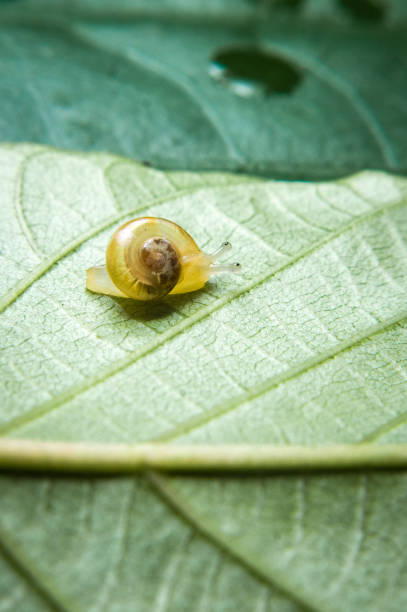 istock Cepaea nemoralis, snail, snail 1487813477