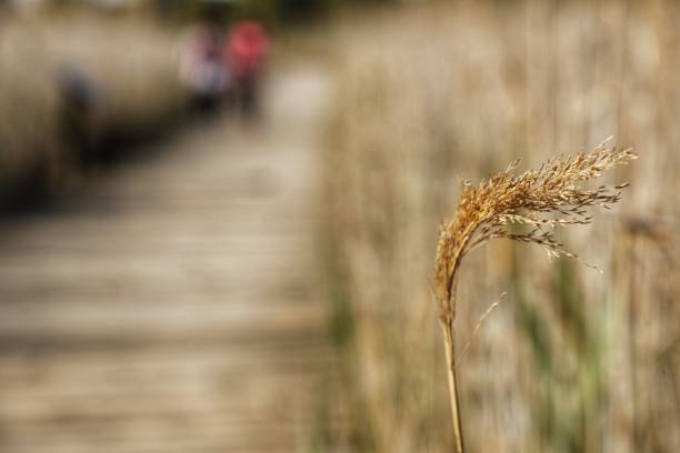 A macro image of a single blade of wheat blowing in the wind