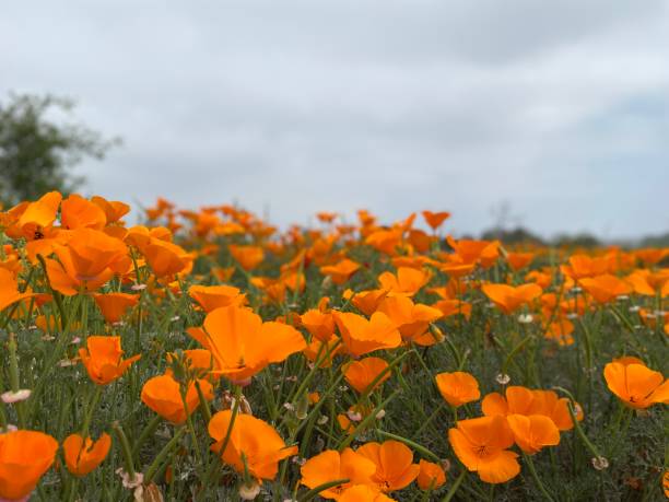 istock California Poppies 1487814148