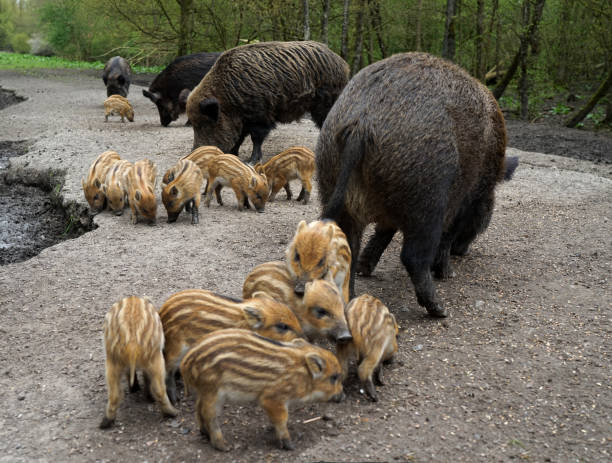 istock A sounder wild boars 1487814159
