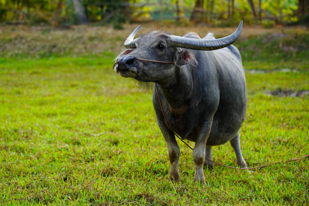 istock Strong Thai buffalo in natural field. 1487814210