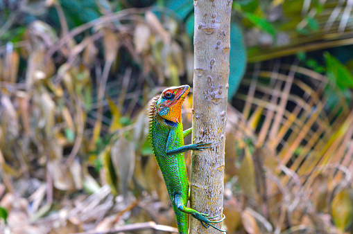 This little lizard is doing their best to stay out of sight and avoid any predators! By blending perfectly into their surroundings, they are able to use camouflage as a form of protection and survive in the wild.