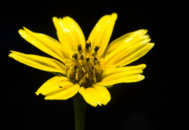 istock Background abstract of yellow flower with black background 1487814537
