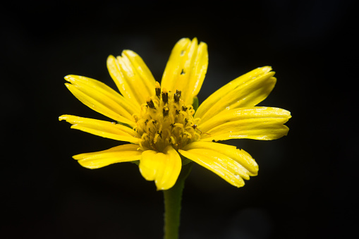 Yellow flower blooming with dark Black background