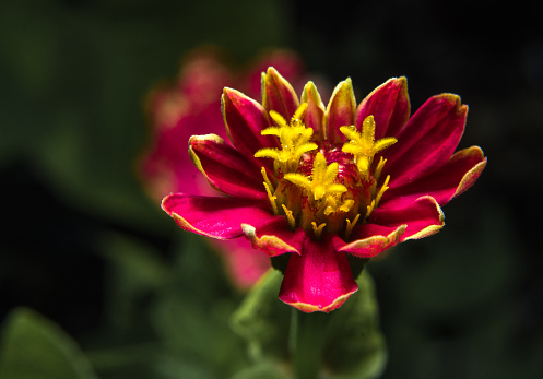 The beauty of the kenikir flower
