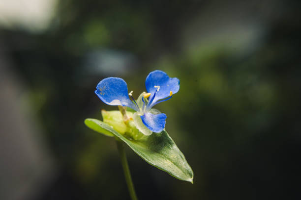Closeup of blue flower bloom with blurry background