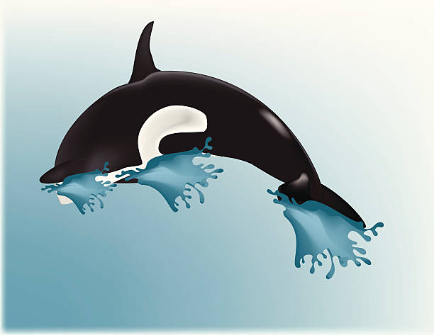 Orca Splash vector art illustration