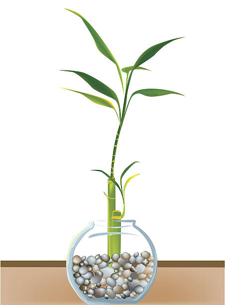 Lucky Bamboo vector art illustration