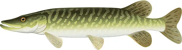 Vector illustration of Northern Pike (Esox Lucius) Freshwater Fish.