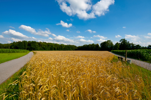 Asphalt Path between Corn and Wheat Fields in Bavaria, Germany
