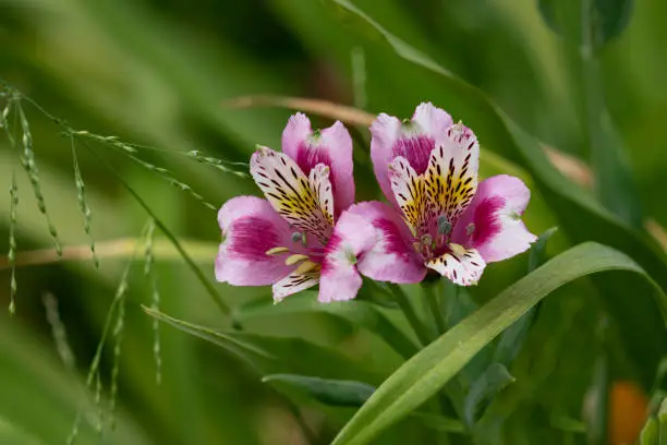 A close up of a pair of Alstoemeria flowers against green vegatation.