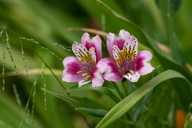 close up de um par de flores de alstoemeria contra a vegatação verde. - alstromeria - fotografias e filmes do acervo