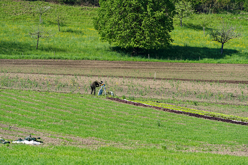 Scenic view of agriculture field with vegetables and gamekeeper checking bird scare machine at City of Zürich on a sunny spring day. Photo taken May 4th, 2023, Zurich, Switzerland.