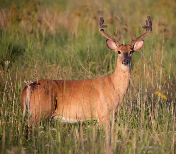 istock White-Tailed Deer Buck with Velvet Antlers 1487818412