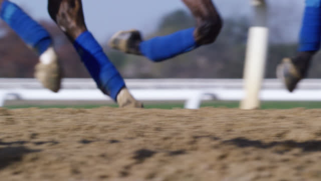Slow Motion Shot of a Thoroughbred Racehorse's Feet with Blue Leg Wraps Running on a Dirt Racetrack on a Sunny Day