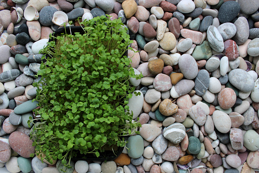 The beauty of a river can be found right at its banks. River rocks produce a variety of colors and textures. These rocks provide a beautiful background.  The vibrant colors offer a stunning portion of all that a river has to offer. A dry leaf sits atop the river rocks creating a background picture.