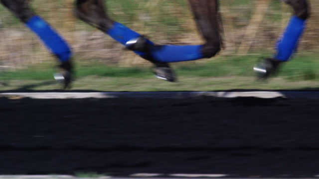 Slow Motion Shot of a Thoroughbred Racehorse's Feet with Blue Leg Wraps Running at a Racetrack on a Sunny Day