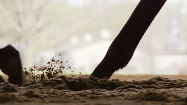 Slow Motion, Silhouette Shot of a Thoroughbred Horse's Hooves Walking through Dirt in a Barn