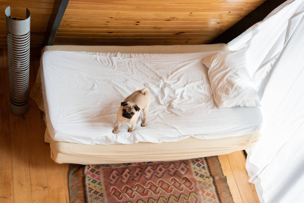 pug perro en colchón visto desde arriba - colchones para habitaciones pequeñas fotografías e imágenes de stock